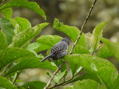 Thamnophilus multistriatus