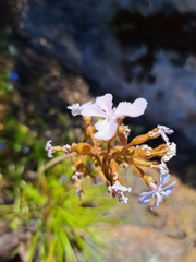 Stylidium affine