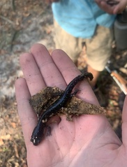 Plethodon ocmulgee