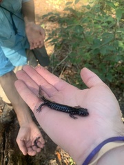 Plethodon ocmulgee