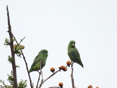 Forpus conspicillatus