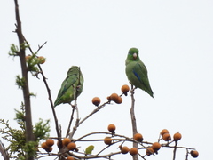 Forpus conspicillatus