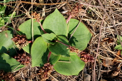Ledebouria ovatifolia ovatifolia
