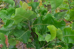 Curatella americana