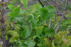 Curatella americana