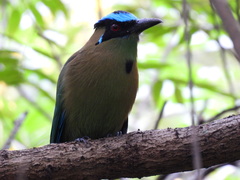 Momotus aequatorialis