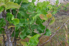 Curatella americana