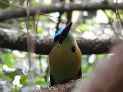 Momotus aequatorialis