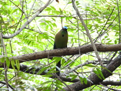 Momotus aequatorialis