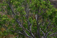 Curatella americana