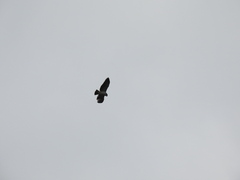 Buteo brachyurus