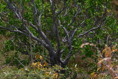 Curatella americana