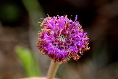Pseudopegolettia tenella