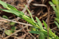 Pseudopegolettia tenella