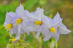 Solanum paniculatum