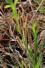 Acalypha caperonioides