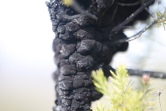 Hormiscium ericae