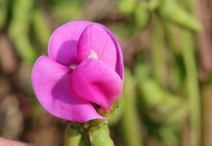 Sphenostylis angustifolia