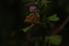 Ecpyrrhorrhoe rubiginalis