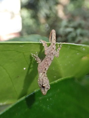 Ancylodactylus africanus