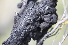 Hormiscium ericae