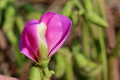 Sphenostylis angustifolia