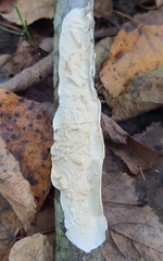 Byssomerulius corium