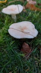 Russula fragilis