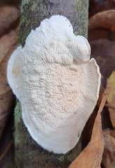 Byssomerulius corium