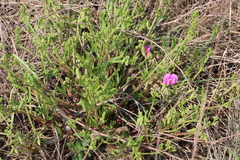 Sphenostylis angustifolia