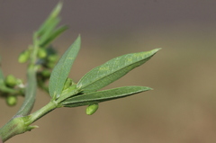 Sphenostylis angustifolia