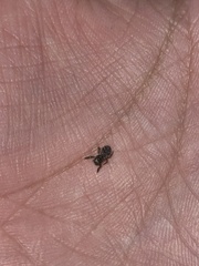 Habronattus coecatus