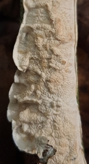 Byssomerulius corium