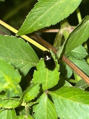 Selenophorus