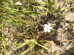 Drosera finlaysoniana