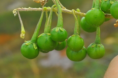 Solanum paniculatum
