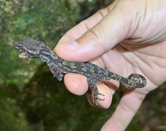 Cyrtodactylus rukhadeva