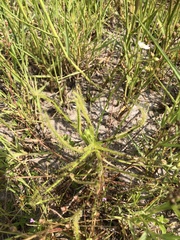 Drosera finlaysoniana
