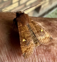Eupsilia transversa