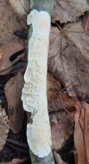 Byssomerulius corium