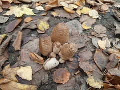 Coprinopsis atramentaria