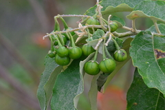 Solanum paniculatum