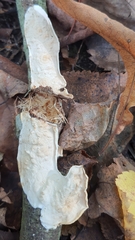 Byssomerulius corium