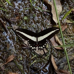 Heraclides hectorides