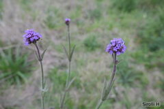 Verbena bonariensis