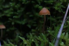 Galerina