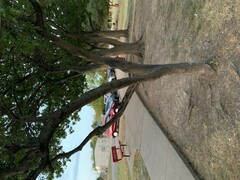 Quercus