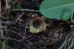 Hygrocybe conica