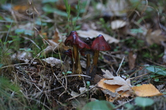 Hygrocybe conica