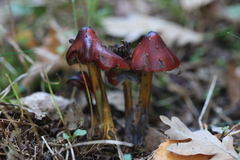 Hygrocybe conica